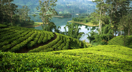 Tea plantations around the castlereagh reservoir Hatton, Sri lanka. - obrazy, fototapety, plakaty