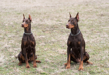 Doberman pinscher poses for the camera