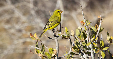 Yellow-fronted canary