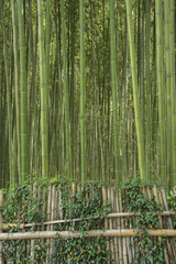 Bamboo forest in Arashiyama,Kyoto, Japan