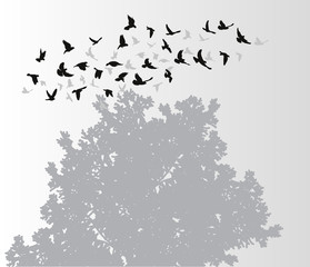  isolated, silhouette flying birds on a gray background