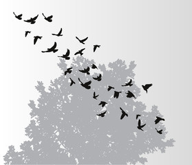  isolated, silhouette flying birds on a gray background