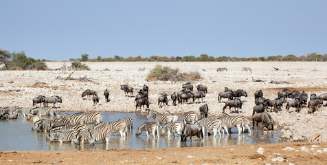 Zebre e gnu al lago bevono