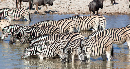 Fototapeta na wymiar Zebre bevono al lago