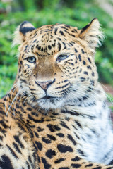 North-Chinese leopard, leopard with blue eyes, head