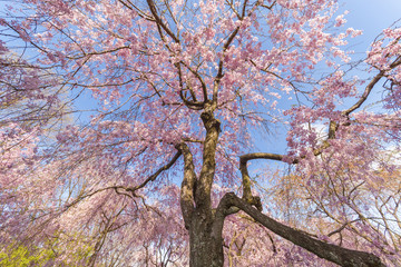 Fresh pink flowers of sakura growing in Japanese garden