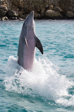 Stehender Delfin 