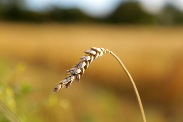 wheat stalk