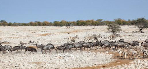 Fototapeta na wymiar Transumanza in Namibia