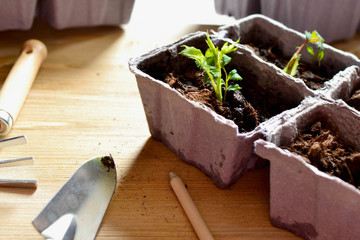 Planting seedling