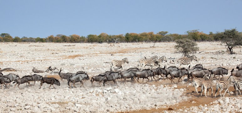 Transumanza in Namibia
