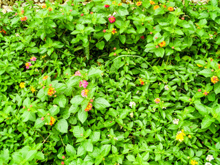 lantana mix colorful tone beauty flower bloom