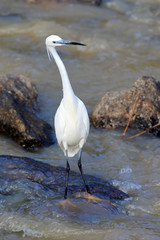 Czapla nadobna Egretta garzetta garzetta w parku narodowym Pilanesberg