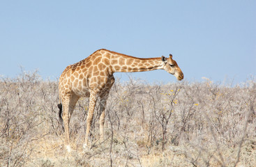 Giraffa