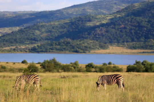 Zebry stepowe Equus quagga w parku narodowym Pilanesberg