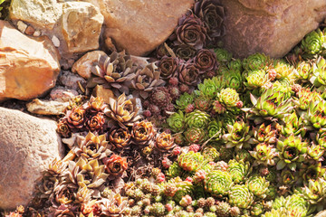 Succulents among rocks