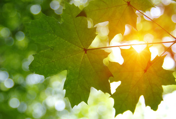 Green leaves and sun