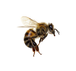 Bee on the white