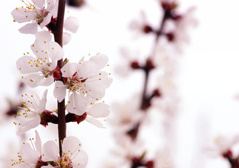 Branch with blossoms