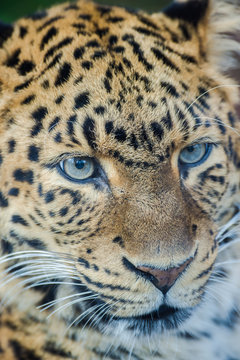 North-Chinese leopard, leopard with blue eyes, head