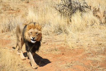 Löwe (Panthera leo), männlich, captive