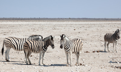 Fototapeta na wymiar Zebre del deserto Namibiano