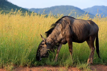 Gnu pręgowane w parku narodowym Pilanesberg