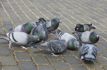 Obraz premium pigeon (Columba livia f. domestica) - urban bird