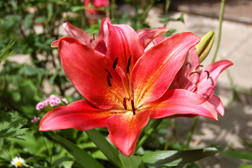 Red lily flower