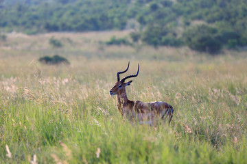 Antylopa impala w parku narodowym Pilanesberg © andrzej_67