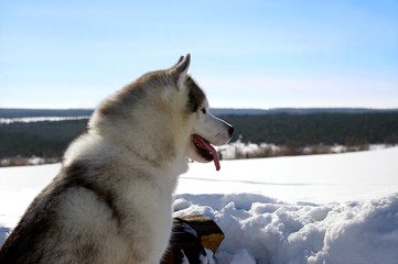 Siberian husky © ortlemma