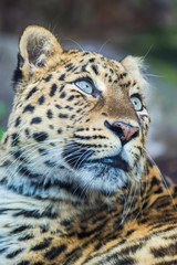 Fototapeta na wymiar North-Chinese leopard, leopard with blue eyes