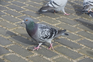 pigeon (Columba livia f. domestica) - urban bird