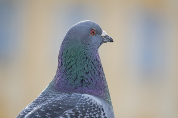 pigeon (Columba livia f. domestica) - urban bird
