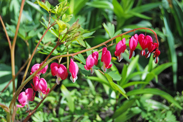 Beautiful dicentra flower