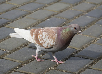 pigeon (Columba livia f. domestica) - urban bird