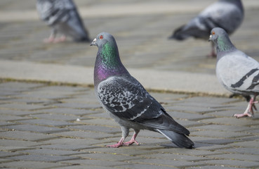 pigeon (Columba livia f. domestica) - urban bird