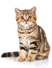 Portrait cat, scottish Straight