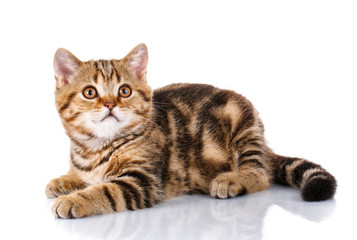 Cat Lying on Isolated white Background