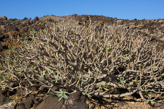 Arid territory of Lobos island, Canary, Spain. Euphorbia balsamifera plant. Tabaiba dulce. Lanzarote