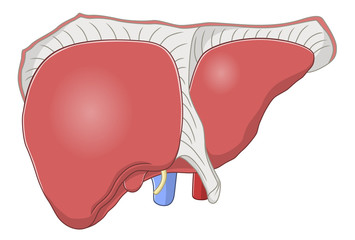 Liver