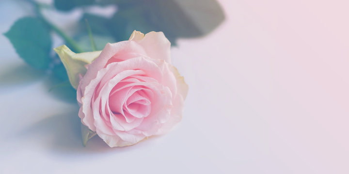 Fototapeta Beautiful pink rose with leafs on a light background. tinted in pastel shades