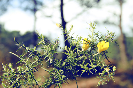 La flor del tojo