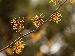 マンサクの黄色い花