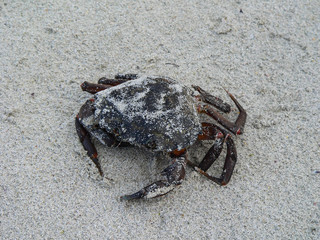 Big crab lying on sandy beach in Norway