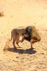Männlicher Löwe (Panthera leo) scharrt wütend im Sand, captive