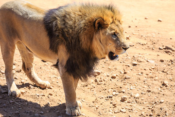 Löwe (Panthera leo), männlich, captive