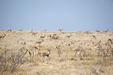 Springbok