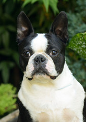 Fototapeta premium Boston terrier portrait in the garden