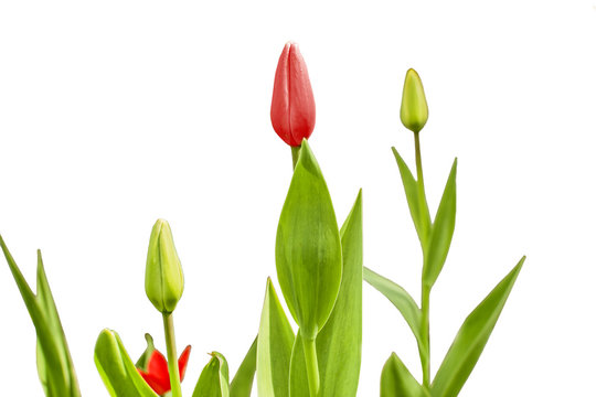 Growing tulips isolated on white background. spring background. Selective focus image
